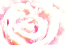 Rose Royalty Free Stock Photo Rose Royalty Free Stock Photo