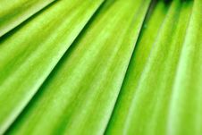 Colorful Flower Petals Royalty Free Stock Photography Colorful Flower Petals Royalty Free Stock Photography