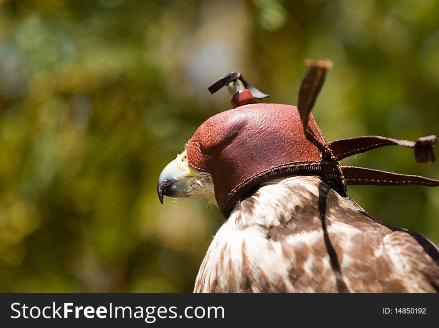 Closeup of falcon with leather hood. Closeup of falcon with leather hood