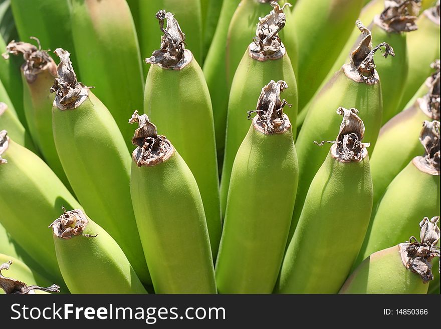 The banch of green bananas close-up