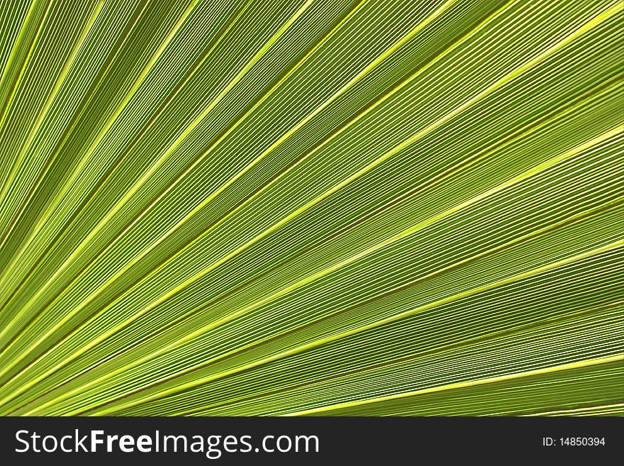 Green palm leaf close-up for a background