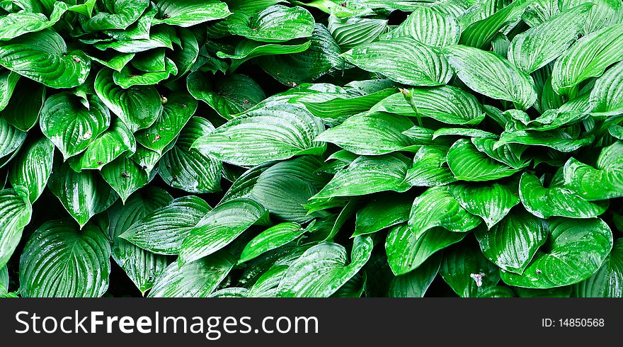 Decorative leaves as a part of garden design