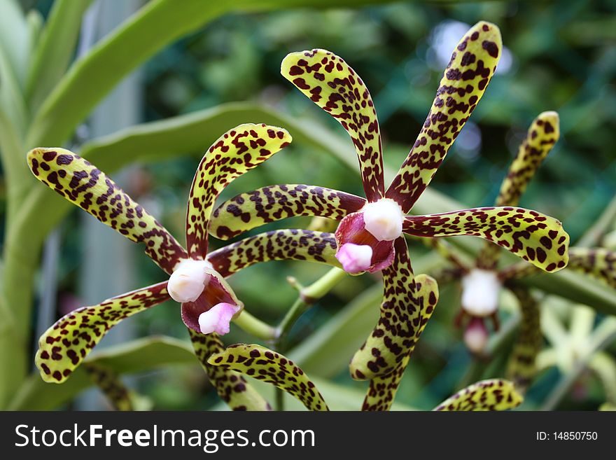 Scorpion Orchid (Genus Arachnis), also known as spider orchid got their name because of their superficial resemblance to scorpions and spiders. Scorpion Orchid (Genus Arachnis), also known as spider orchid got their name because of their superficial resemblance to scorpions and spiders.