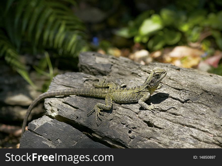 Lizard sunbathing on the log in the wilderness
