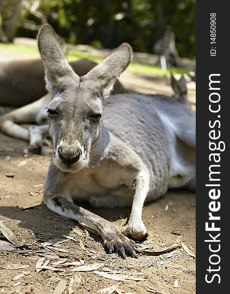 Gentle kangaroo lying on the ground in the zoo.