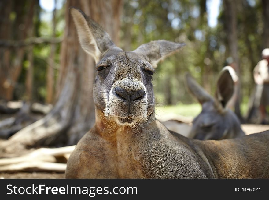 Kangaroo with a big snout