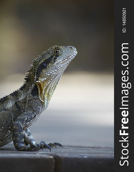 Portrait of the monitor lizard or the iguana.