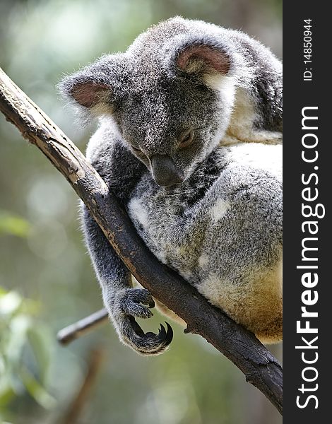 Koala resting on a treetop on the sun.