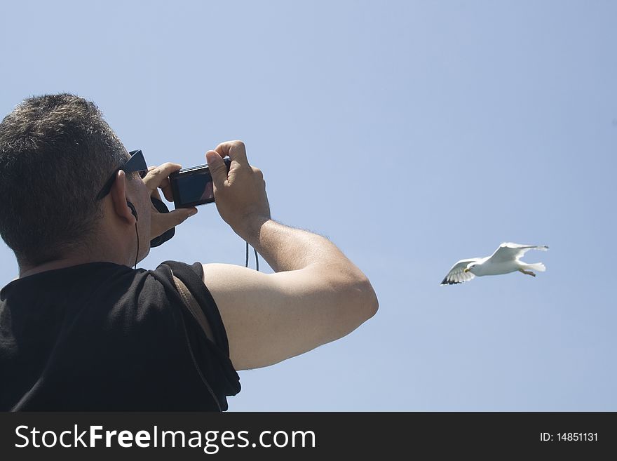 Sea bird flying with clean blue sky. Sea bird flying with clean blue sky