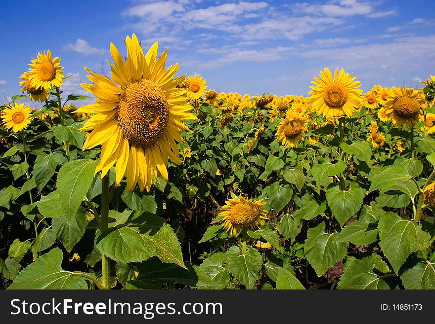 Sunflowers in field with blue sky and clouds. Sunflowers in field with blue sky and clouds