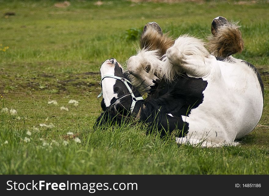 Young mare rolling on her back. Young mare rolling on her back