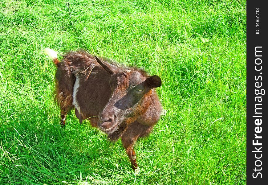 Goat on the green herb, smiling on the camera