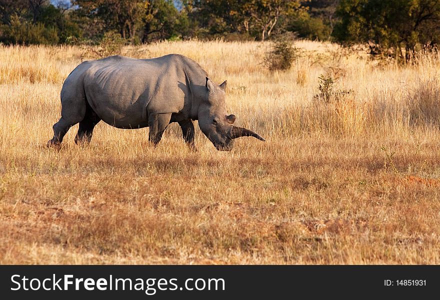 Female white rhino in southern africa wild. Female white rhino in southern africa wild