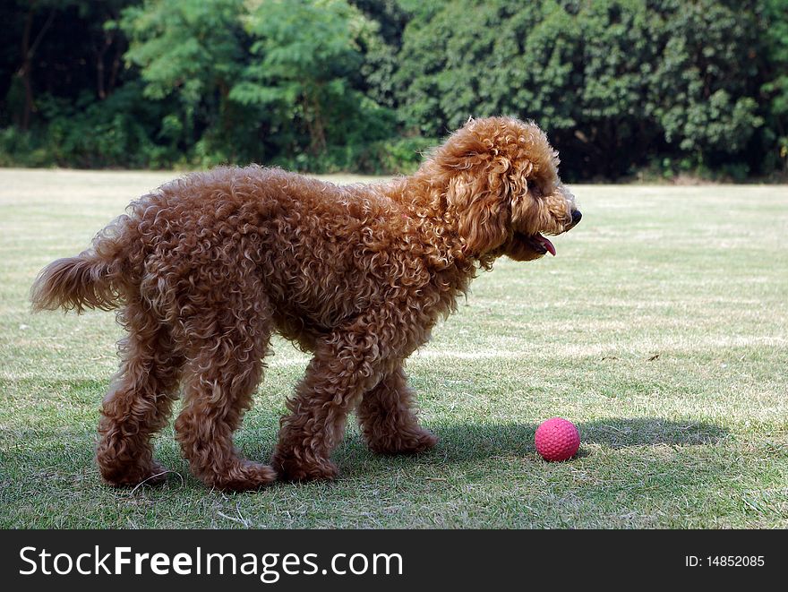 A Poodle Dog Playing Ball On The Grass.