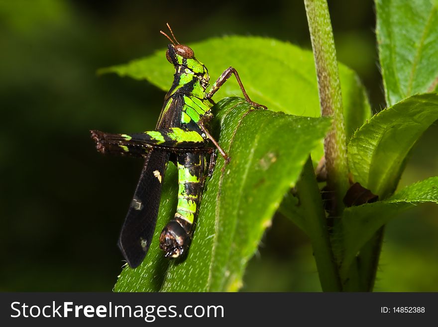 Grasshopper on leaf background image