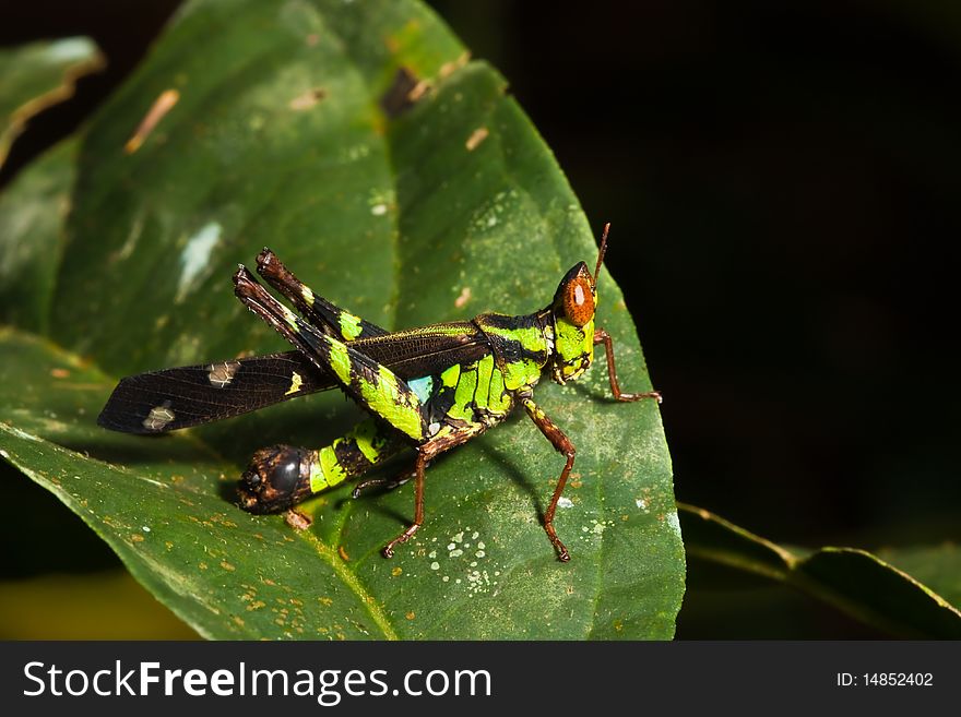 Grasshopper on leaf and dark background image