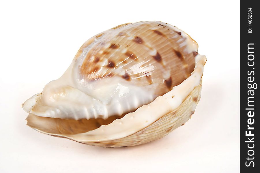 Big ocean cockleshell isolated on white