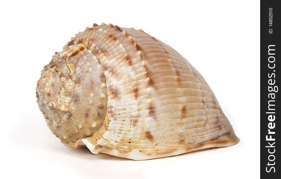 Ocean Cockleshell Isolated On White