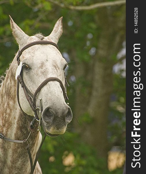 A closeup image of a grey horse with selective focus. A closeup image of a grey horse with selective focus.