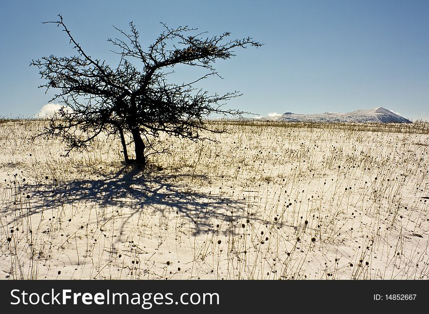 A tree on plateau with a Crimean mountain at backrground. A tree on plateau with a Crimean mountain at backrground