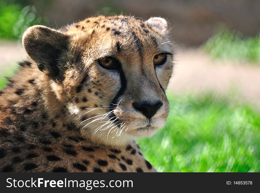 Young cheetah on a green grass. Young cheetah on a green grass.