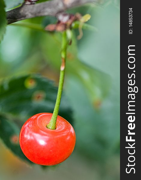 Fresh red cherry on a branch in the  early summer. Fresh red cherry on a branch in the  early summer