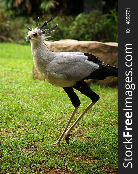 A Running Secretarybird