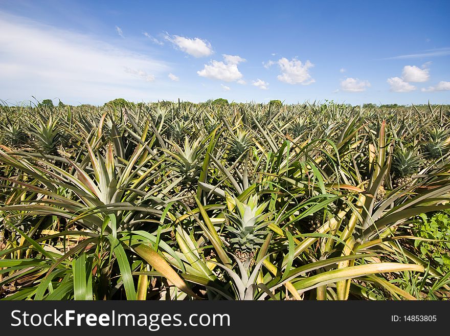 Pineapple garden in Thailand.,It use for food industrail. Pineapple garden in Thailand.,It use for food industrail