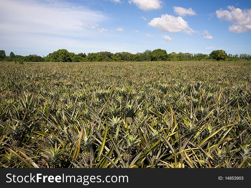 Pineapple garden in Thailand.,raw material for food industrial