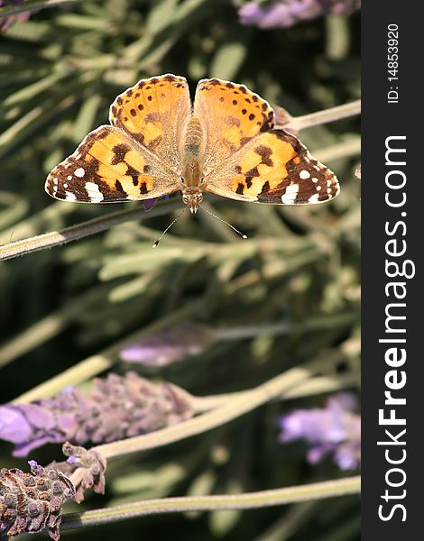 Painted Lady or Monarch butterfly sitting on plant. Painted Lady or Monarch butterfly sitting on plant