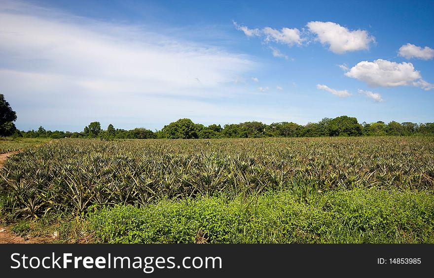 Pineapple garden in Thailand.,raw material for food industrial