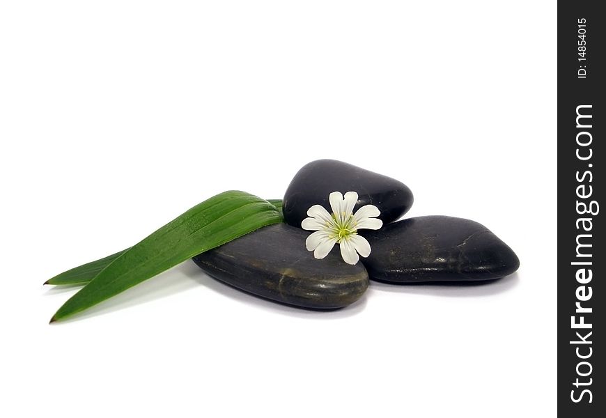 White flover and black stone on the white background