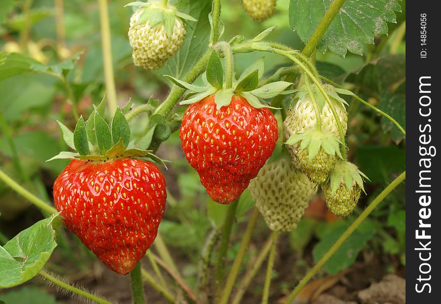 Strawberry On The Large Branch