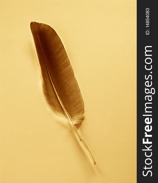 Feather in abstract color effect
