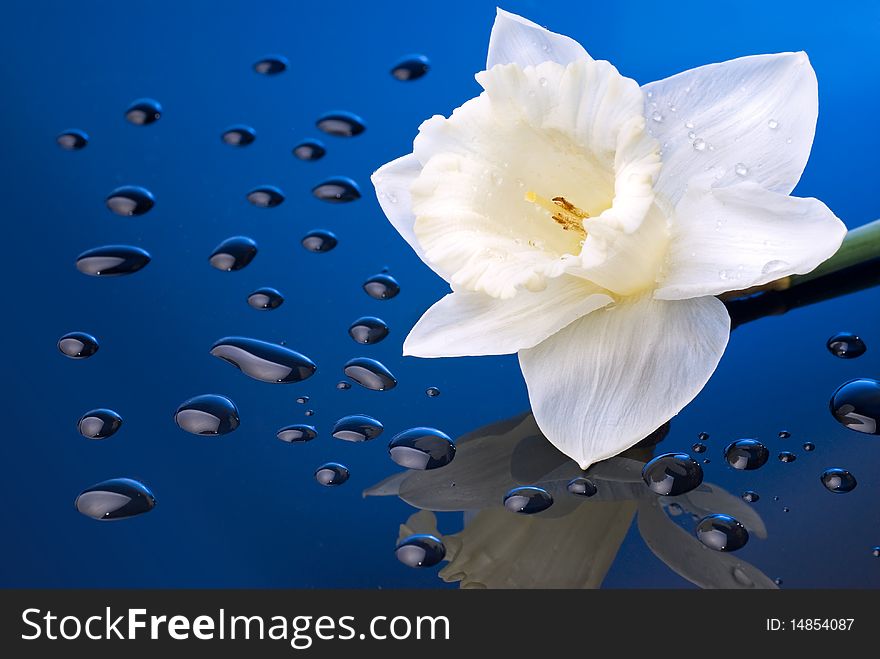 White narcissus on blue background with water drops