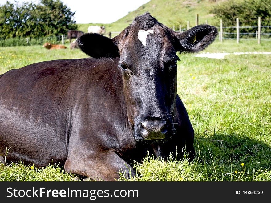 Dark brown cow lying on a meadow