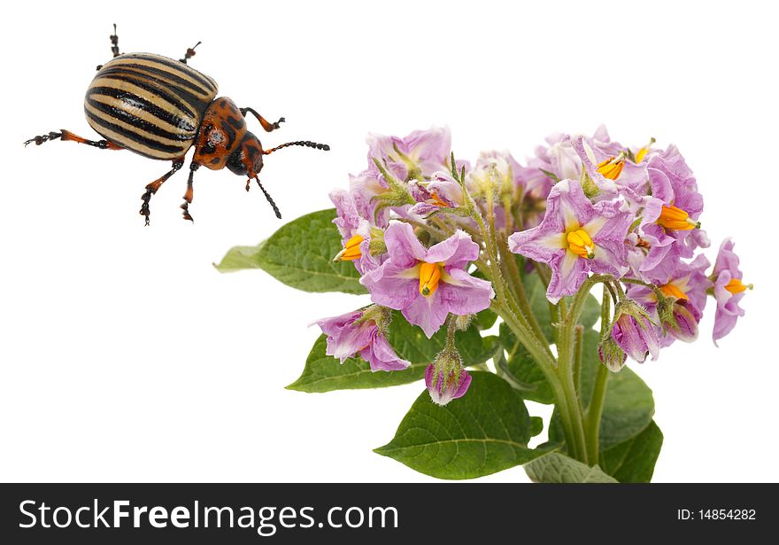 Flowering Potato And Colorado Beetle