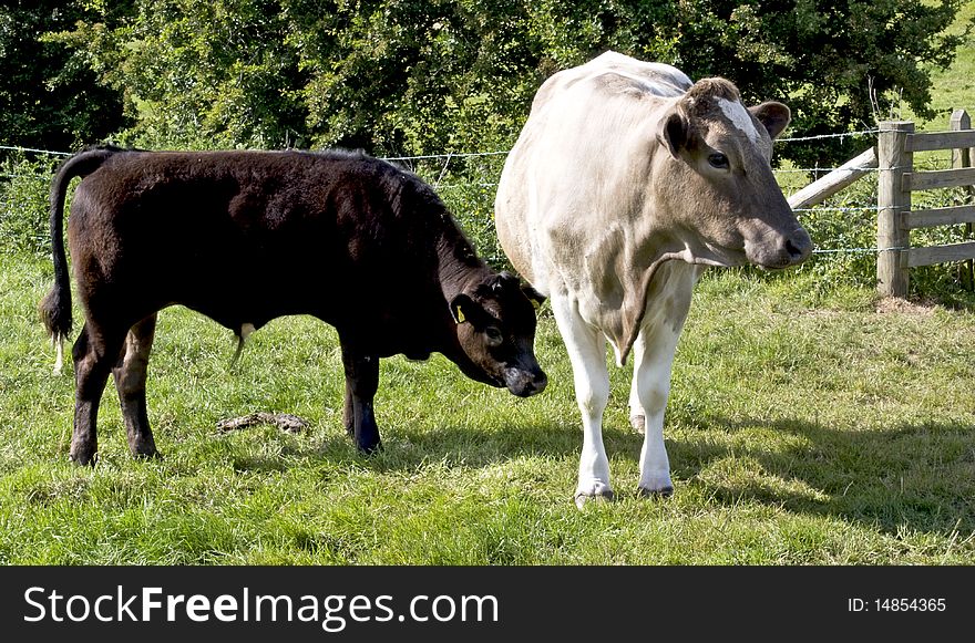 Cow with her off-spring on a meadow. Cow with her off-spring on a meadow