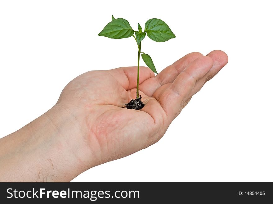On the hand of man is a small plant, isolated on a white background. On the hand of man is a small plant, isolated on a white background.