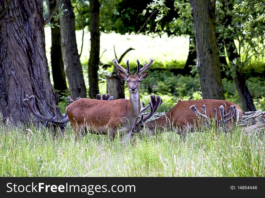 Deers in a deer park surrounded by trees and grass
