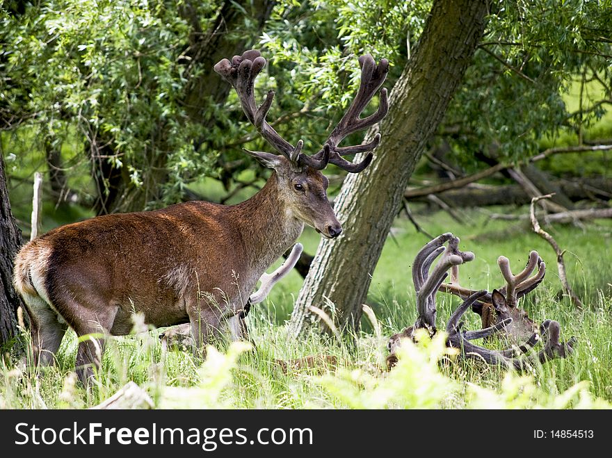 Deers in a deer park surrounded by trees and grass