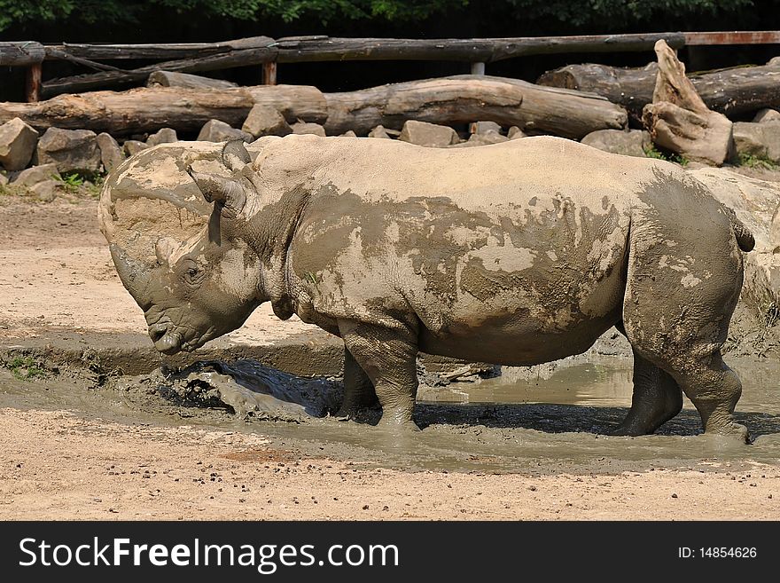 Rhino At Watering Place