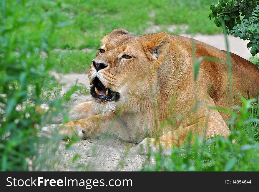 The lion (Panthera leo) is one of the four big cats in the genus Panthera, and a member of the family Felidae. The lion (Panthera leo) is one of the four big cats in the genus Panthera, and a member of the family Felidae.