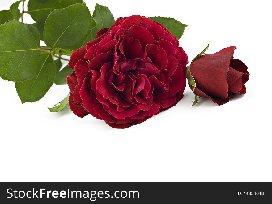 Beautiful red roses on a white background