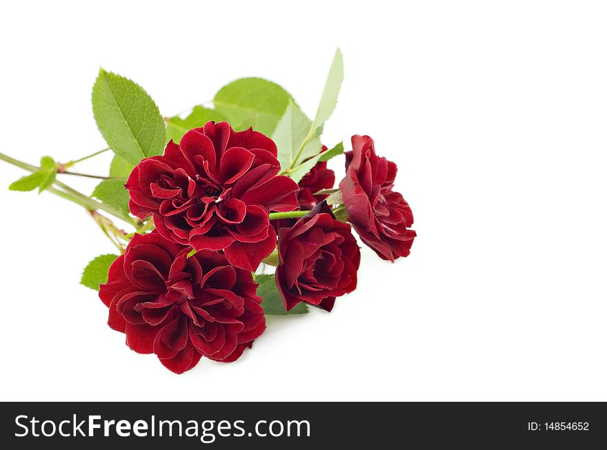 Petite red roses on a white background