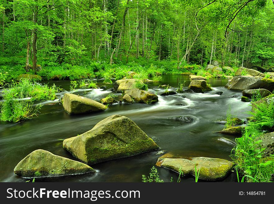 Wild river through green forest