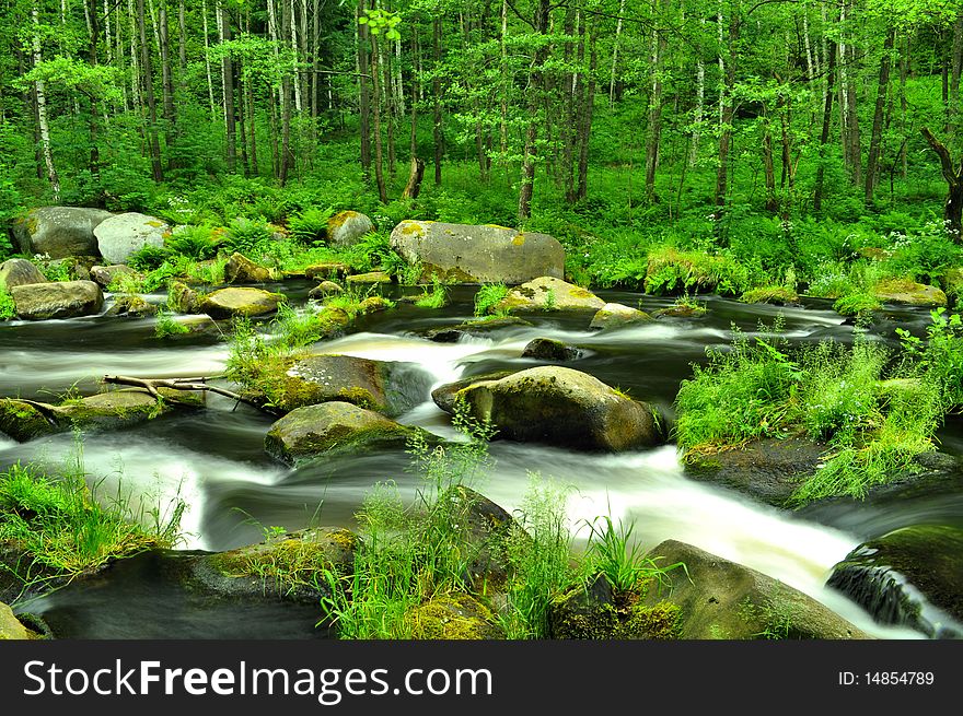 Wild river through green forest