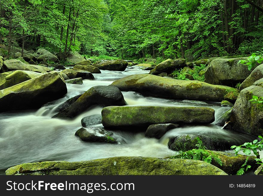 Wild river through green forest