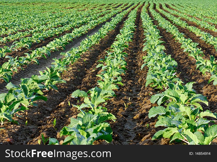 Field sown young seedlings of cabbage. Field sown young seedlings of cabbage.