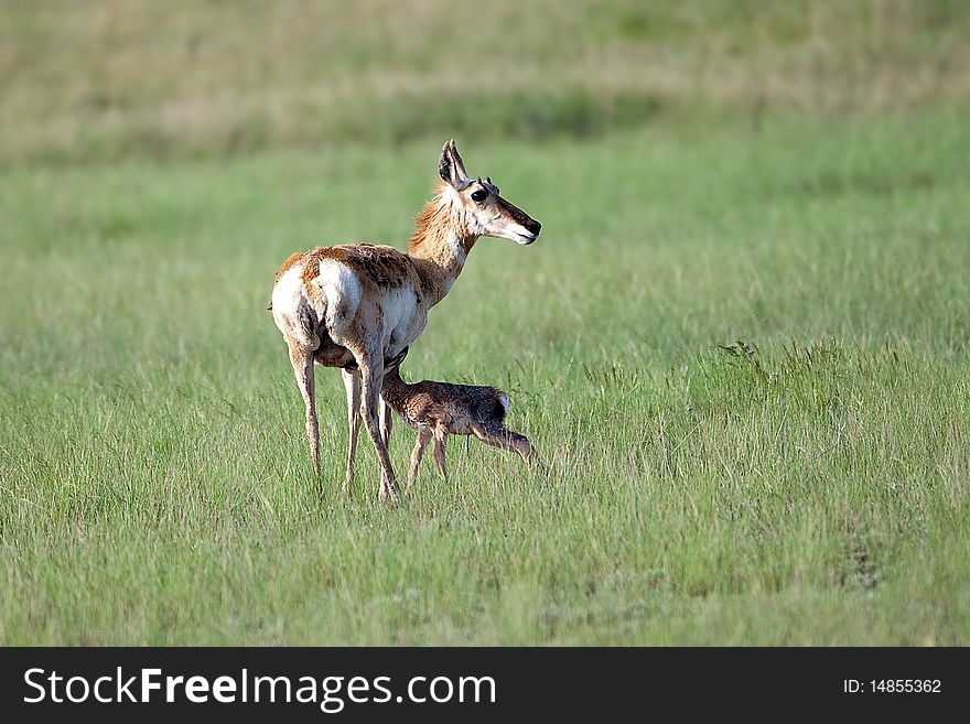 Pronghorn doe with nursing newborn fawn in a field of green grass. Pronghorn doe with nursing newborn fawn in a field of green grass